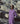 velvet hand-dyed corduroy trousers in purple